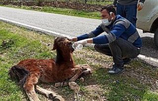 Çarptığı tayı bırakıp yoluna devam etti