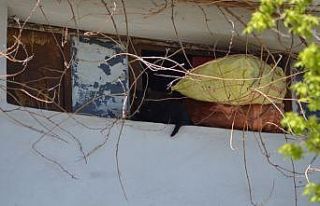 Çatıda mahsur kalan kedi kurtarıldı