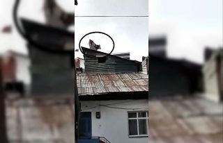 Çatıdaki ineği gören gözlerine inanamadı