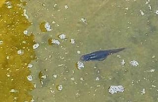 Çeşme’de "sivrisinek balığı" ile...