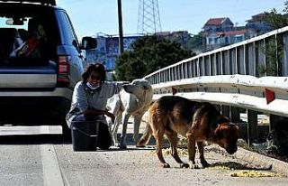 Çeşme’deki sokak hayvanları kısıtlama günlerinde...