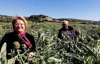 Çeşme’nin sakız enginarını tarladan tüketiciye...