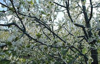 Çiçek açan kiraz ağaçlarının doyumsuz güzelliği