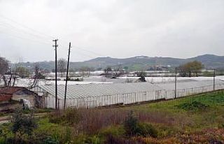 Çiçek üreticilerine korona darbesi
