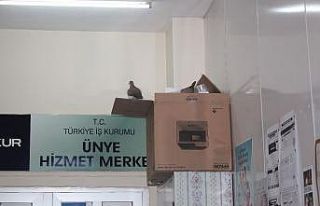 Çifte kumruları kimse rahatsız etmiyor