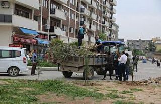Cizre’de yeşillendirme çalışmaları devam ediyor