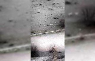 Çoban köpeklerinin domuza saldırmaları kameraya...