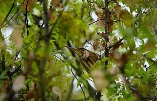 Çok iyi gizlenen küçük balaban fotoğraflandı