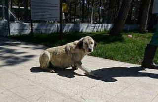 Çorum’a getirilen yaralı köpek sağlığına...