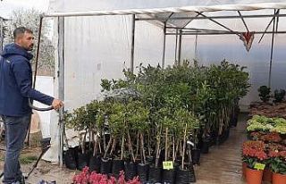 Covid-19 salgını çiçeklere olan ilgiyi artırdı