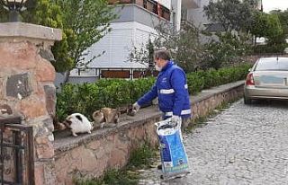 Cunda’nın sembollerinden kediler ve sokak hayvanları...