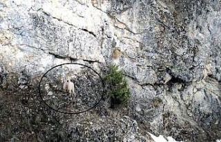 Dağ keçisinin ’drone’ la imtihanı