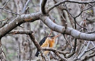 Dağlıca bölgesinde Hint gölet balıkçıl kuşu...