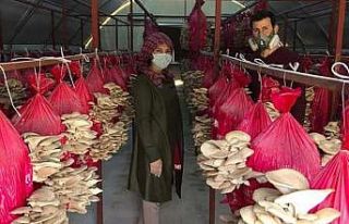 Devlet desteği ile mantar üretimine başladılar