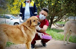 Didim’de sokak hayvanlarına karşı duyarsız kalınmadı.