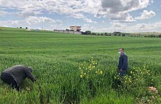 Diyarbakır’da süne ile mücadele sürüyor