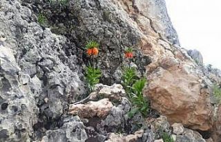 Diyarbakır’da ters laleler çiçek açtı