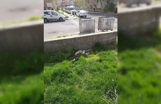 Diyarbakır’da vatandaşlar sokak hayvanlarını...