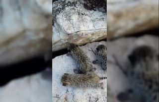 Diyarbakır’da yaban kedisi yavruları görüldü