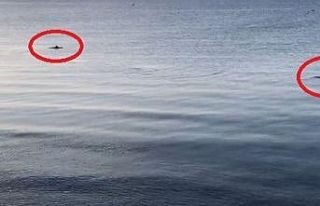 Doğa özüne dönüyor: Deniz Yunuslara kaldı