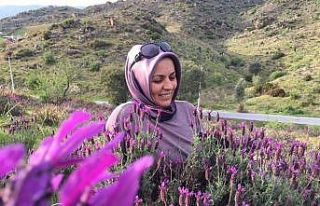 Doğal şifa kaynağı ama sadece çiçek olarak görülüyor