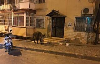 Domuza zarar gelmesin diye polisten yardım istedi