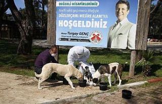 Döşemealtı’nda sokak hayvanlarının su ve mama...