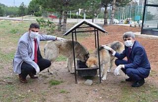 DPÜ Kampüsündeki hayvanlara mama verildi