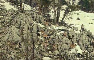 Drone ile görüntülenen yaban keçilerinin görsel...