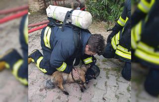Dumandan zehirlenen iki köpek kalp masajı ile yaşama...