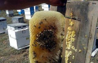 Dünya bal tüketiminde Türkiye’ye yönelebilir