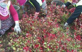 Düzce’de bahar hazırlığı
