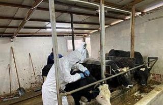 Düzce’de hayvan hastalıkları ile mücadele sürüyor