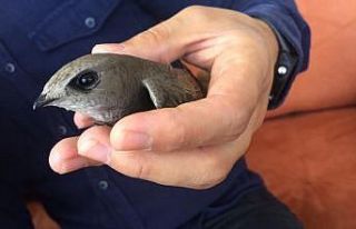 Ebabil kuşuna genç öğretmen ve ailesi sahip çıktı