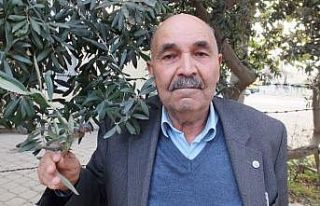 Edremit körfezindeki zeytin üreticileri ilaçlama...