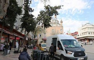 Eğilen ağaç tehlike saçıyor