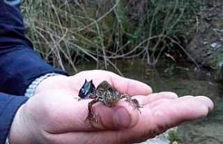 Ejderhaya benzettikleri su canlısı bakın ne çıktı