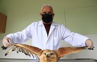 Elazığ’da bitkin düşen "Kartal" tedavi...