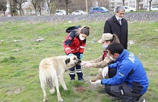 Elazığ’da sokak hayvanları unutulmadı