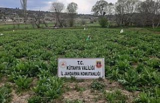 Emet’te 55 bin 500 kök kaçak ekilmiş haşhaş...
