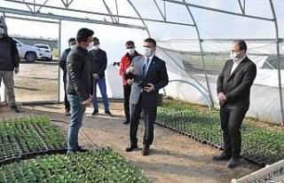 Erciş Belediyesinden çiçek üretimi