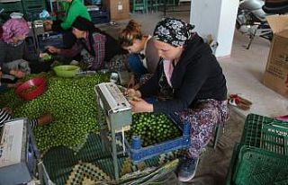 Erik üreticinin yüzünü güldürüyor