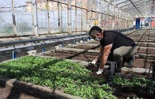 Erzincan’da binlerce çiçek toprakla buluşturulacak