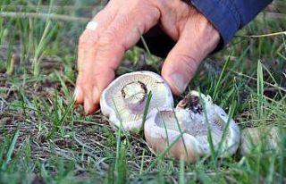 Erzincan’da mantar sezonu başladı