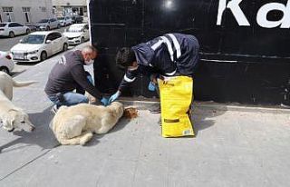 Erzincan’da sokak hayvanları unutulmadı