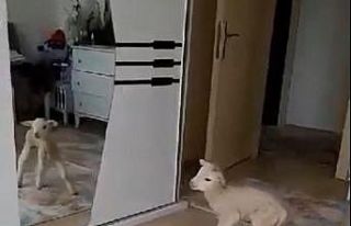 Evde bakılan kuzu karantina neşesi oldu