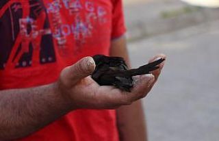 Evinin bahçesinde ebabil kuşu buldu