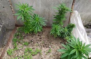 Evinin çatısında Hint keneviri yetiştiren şüpheli...