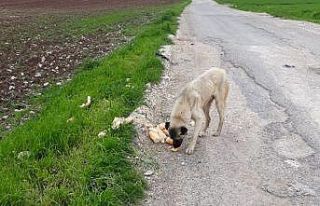 Fahri av müfettişi sokak hayvanlarını unutmadı