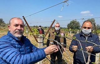 Feromon tel bağları salkım güvesinden koruyacak